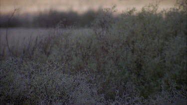 *side profile of moose, moose walks across screen behind bush but becomes visible again