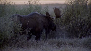 moose with large antlers snorting, see breath