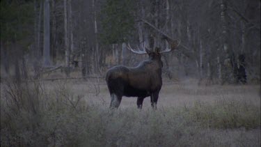 moose with large antlers snorting, see breath
