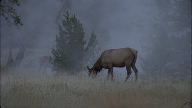 female elk grazing in misty forest landscape