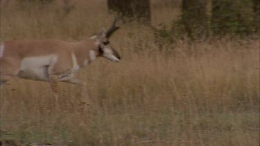 pronghorn browsing on low shrub