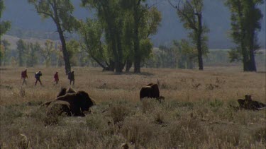 herd of buffalo resting, hikers walk behind