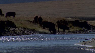 *buffalo grazing at rivers edge, flock of birds lands nearby