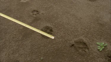 MCU pointing to coyote tracks with tape measure