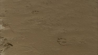 coyote tracks on hard ground