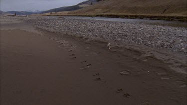 Scientists, hikers walk past camera into the distance, following coyote tracks on riverbed