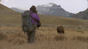 bison grazing in scenic landscape with woman standing in foreground