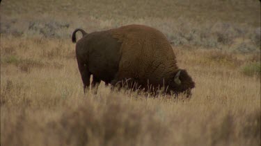 lone bison grazing in long grass