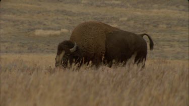 lone bison grazing amongst tall grass
