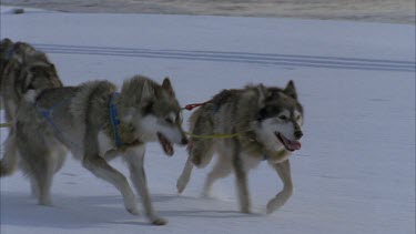 husky dogs leading the sleigh shot in slow motion