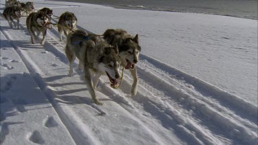 cu huskies panting and breathing, footprints in snow