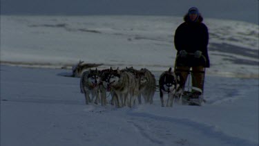 huskies leading the man on sleigh, running toward the camera, shot at high speed