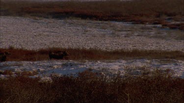 two moose walking along flat rocky shrub covered terrain