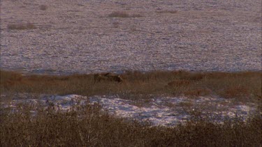 two moose walking along flat rocky shrub covered terrain