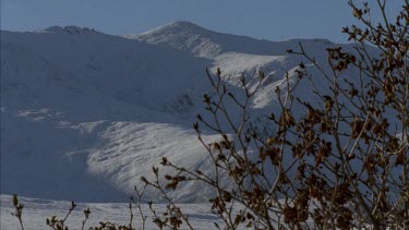 snow covered mountain with tree branches in foreground