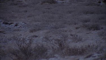 Caribou, walking through tundra landscape