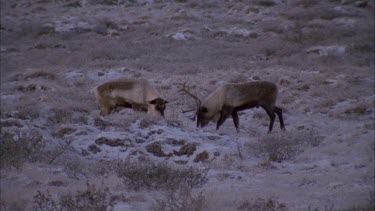 male caribou and female courtship rubbing heads