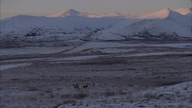 Caribou walking in tundra landscape with snow mountains in background. Male tries to mount female