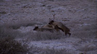 male Caribou trying to mount female