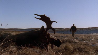 Dead Moose In foreground. Inuit hunter with gun walks towards it.