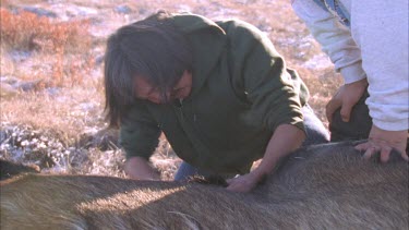 Inuit hunter removing flesh from dead Moose