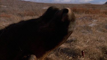 snout of dead moose