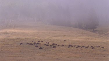 buffalo in a field, trees covered in mist in background