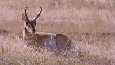 young Pronghorn male standing in a long grassed field