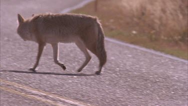 coyote walking across a road, turns head facing camera, then runs into grass field on road side