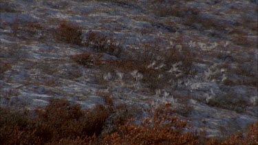 Two Inuit trackers walk through tundra landscape, they disturb a flock of birds who fly up into the air