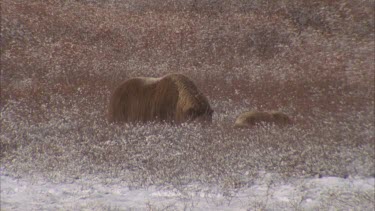 herd of moose in long grass tundra