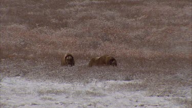 Two Musk Ox in tundra. One stands still looking at camera, the other stands up and looks toward camera