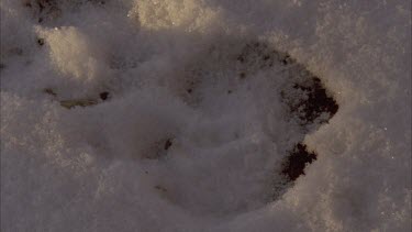 Old Inuit tracker walking through tundra landscape bends down to examine moose tracks in snow.