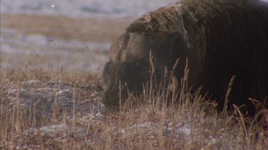 Musk ox grazing in tundra surroundings