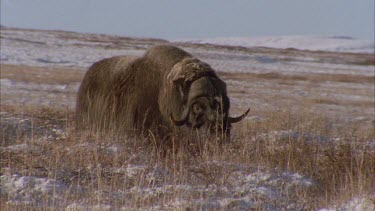 musk ox in tundra landscape, turns its head and stares toward camera, stands still. Good shot of face.