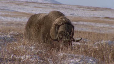 musk ox in tundra landscape staring at camera.