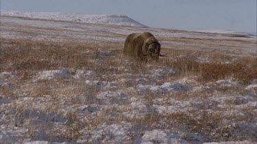 musk ox in tundra landscape staring at camera.