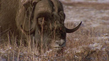 MCU of Musk ox face, see horns, eyes