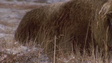 *Musk ox slowly chewing on grass