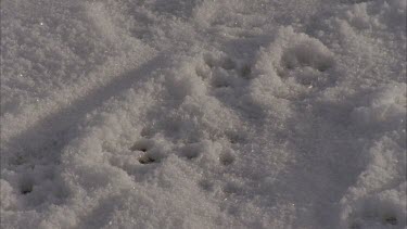 Animal tracks on snow ground