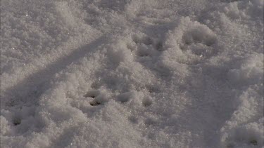 Animal track, paw imprint in snow