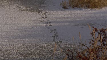 Animal tracks on snowy path, mountains in distance.