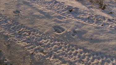 animal print in snow, wheel runs over the animal track replacing it with a tire mark