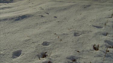 various MCU animal tracks in snow