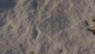 tilt up on animal tracks on snow ground