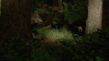 wolves running through forest amongst trees