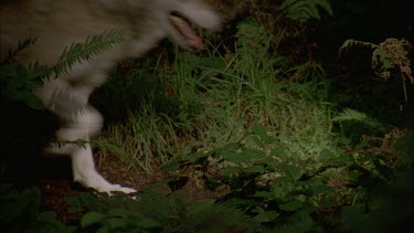 Wolf legs body as it runs through forest