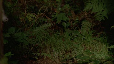 wolf running through forest