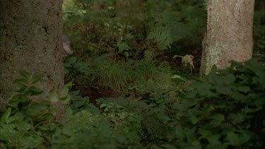 MS wolf running in forest, obscured by foliage