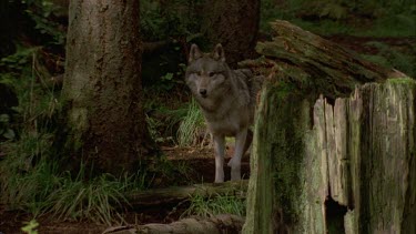 Wolf walking through forest